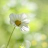 www dewapoker onlen asia idpro memoriqq Asosiasi Cuaca Jepang mengumumkan perkiraan bunga sakura